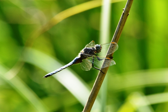 da identificare: Orthetrum coerulescens